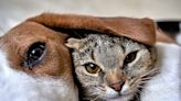 Moment kitten hiding by garbage can "chose" passing dog to be her savior