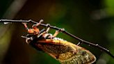 Cicadas incoming: Billions of insects poised to emerge in double-brood invasion