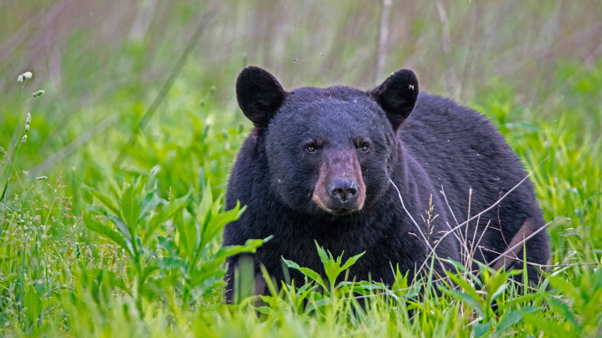 National Park Service Bans Bear Baiting on 22 Million Acres in Alaska