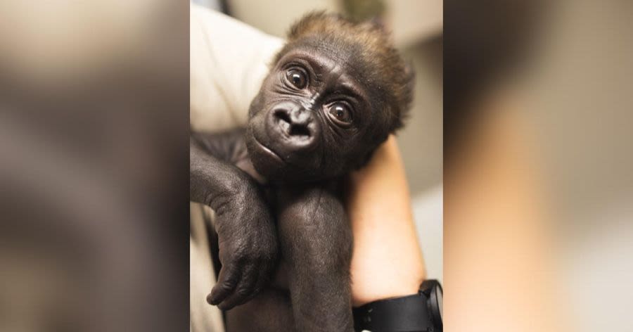 CLE zoo hopeful baby gorilla Jameela will make outside debut with new family