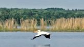 Beyond Local: Photographer captures pelicans at Northern Alberta lake