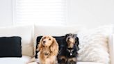 We Tested (and Rated) the Best Pet-Friendly Furniture and Decor from West Elm, Pottery Barn, and More — Here Are the Best Finds