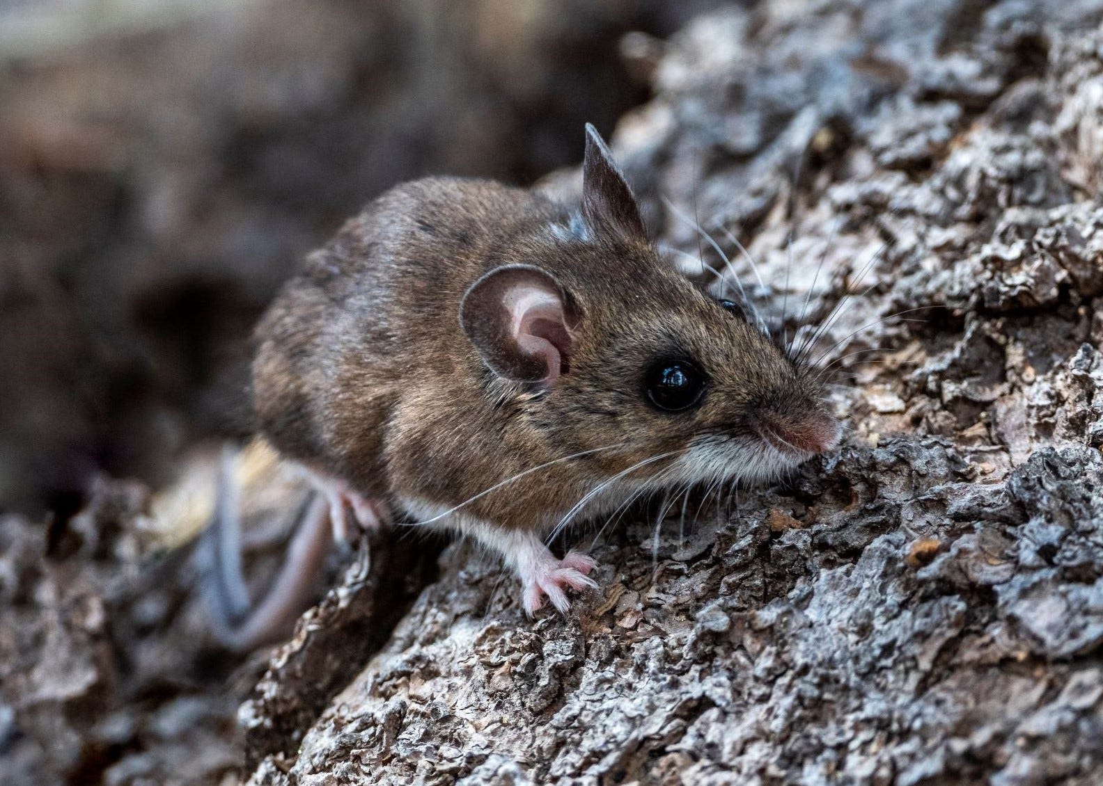 Seven California cities ranked among most rodent-infested in U.S.