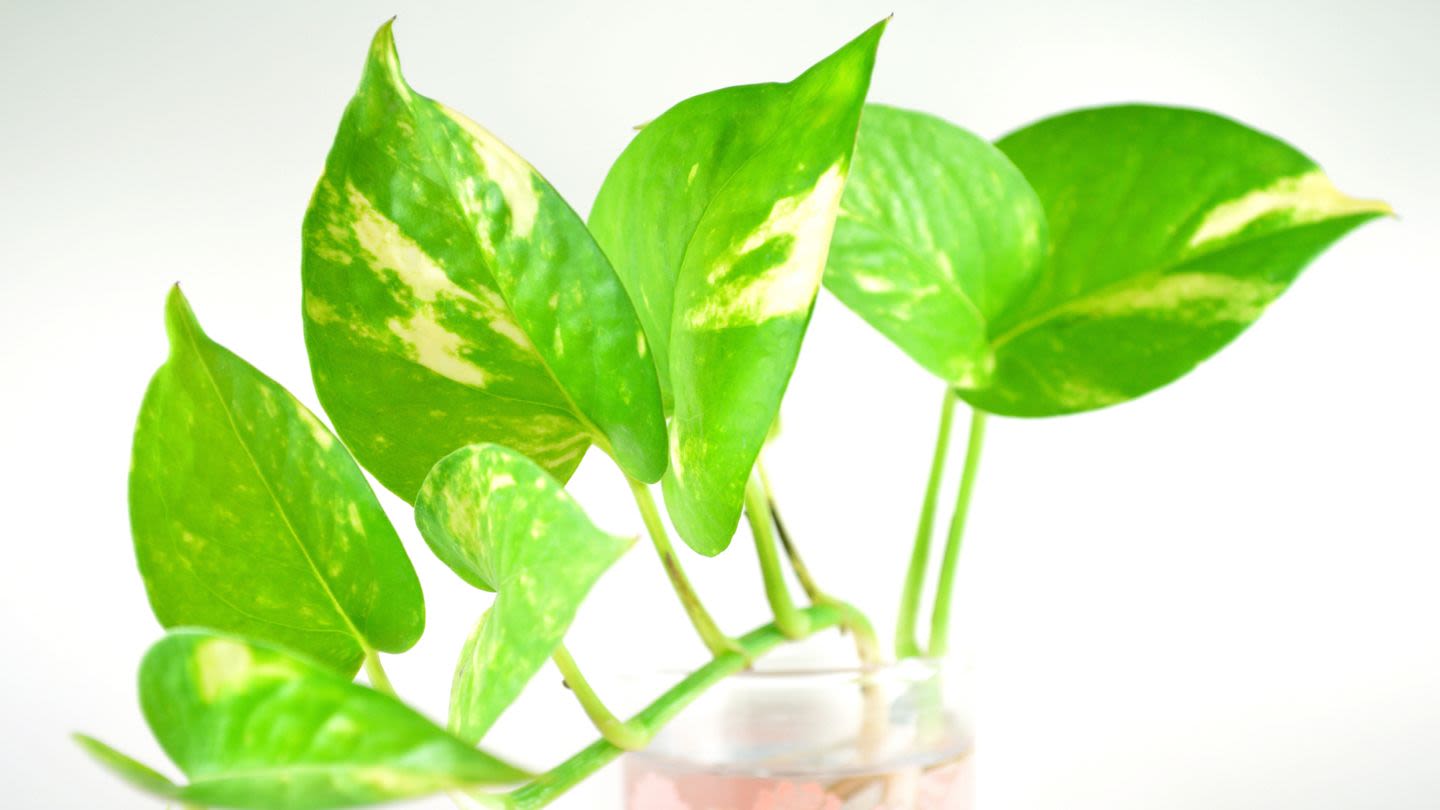 Even Beginners Can Propagate Pothos Plants Into New Plants