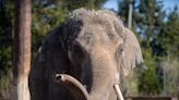 Columbus Zoo and Aquarium ‘heartbroken’ after death of 13-year-old Beco the elephant