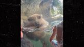 Brown Bear Eats Ducklings in Front of Horrified Kids at Seattle Zoo