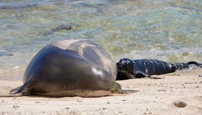 NOAA: Newborn Hawaiian monk seal found dead on North Shore