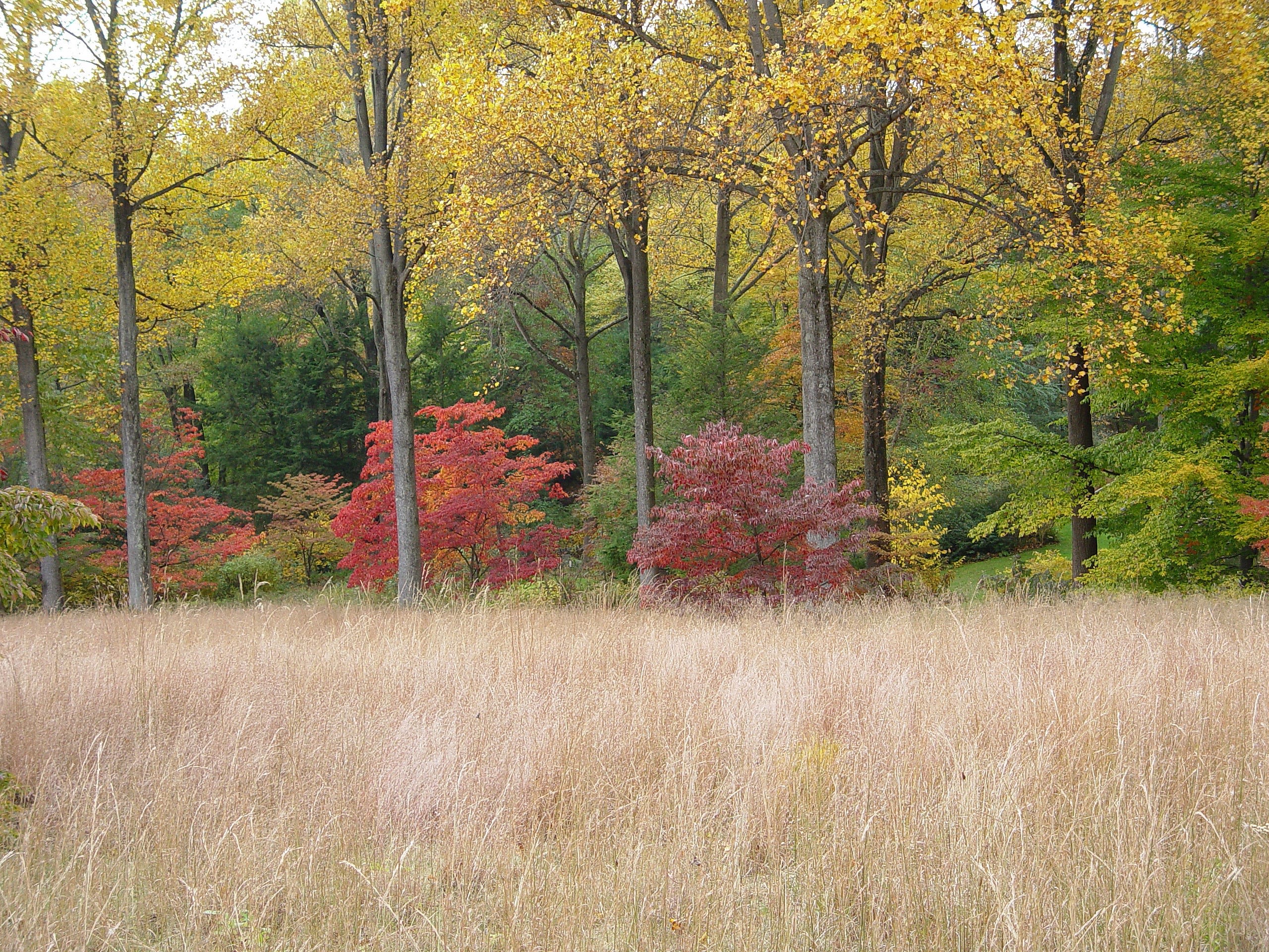 Want to see changing leaves in Delaware? Here's where to road trip to see fall foliage