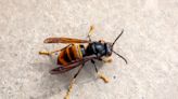 How to spot an Asian hornet and what to do if you find one
