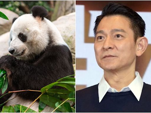 香港回歸27週年！中國再贈貓熊一對 劉德華獲頒「銀紫荊星章」