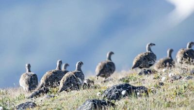 Connectivity corridor removed from sage-grouse core habitat map