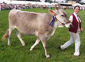 Brown Swiss cattle