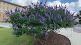 Those purple flowers putting on a stunning show right now are the easy-to-care-for vitex