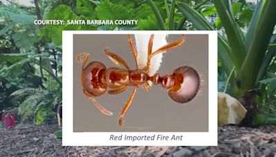 Venomous red ants invade Montecito