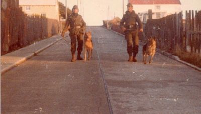 La historia de los perros de guerra en Malvinas