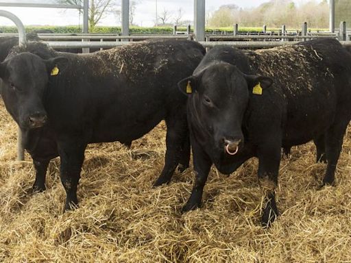 Late calvers are starting to cause us problems – but buying an Angus bull should sort them out