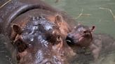 Fritz or Ferguson? Fiona the Hippo's Brother Between Two Names After Over 90K Votes Pour in