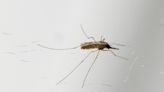 Can you predict peak mosquito season like the weather? This app will give Lafayette forecast