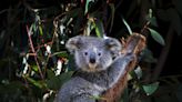 Australia Pledges No Species Will Go Extinct In Next Ten Years