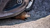 Marmots Keep Sneaking Into Hikers’ Cars With Hilarious (and Expensive) Results