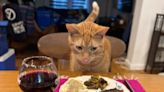 Smells the cat rescued from airport luggage and gets delicious-looking Thanksgiving dinner from TSA