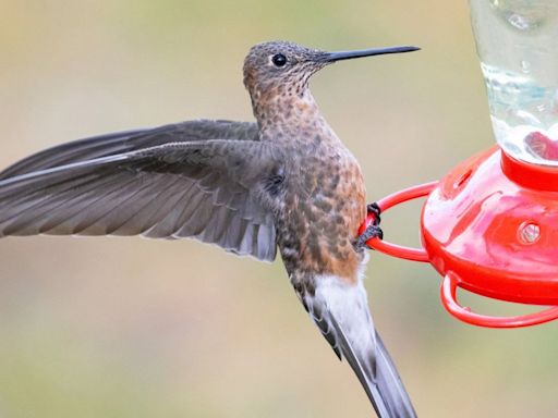 Descubren la especie de colibrí más grande del mundo - Diario Hoy En la noticia