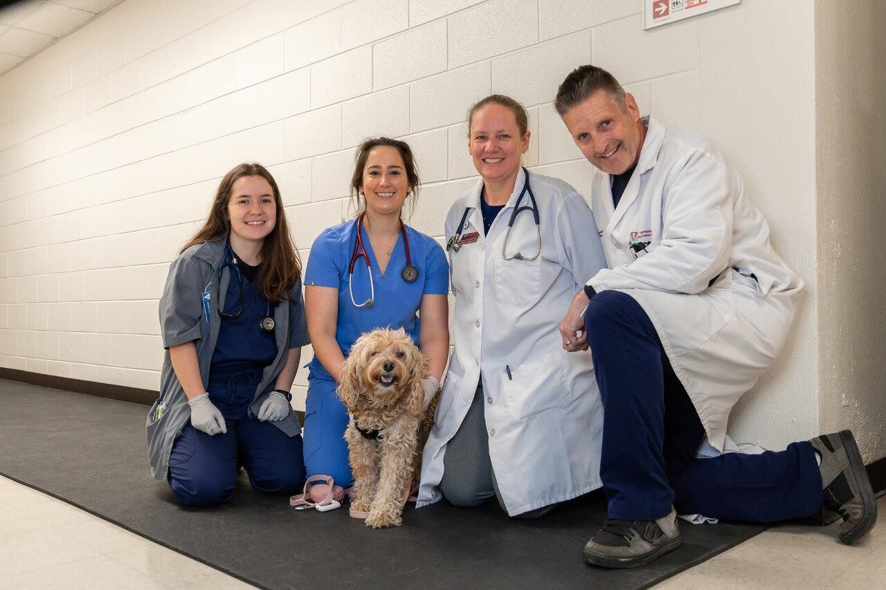 Dogs play a key role in veterinary college's brain cancer trial