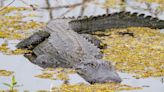 Massive Alligator Killed After Being Spotted With Human Remains In Its Mouth In Florida Canal