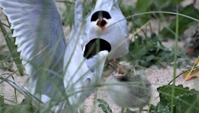 Anxious wait to see how Arctic terns fare at North East colony struck by bird flu