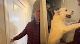 Internet obsessed with golden retriever playing peek-a-boo inside closet