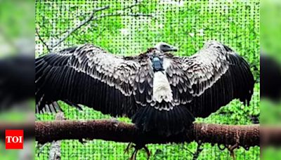 BNHS tags 10 long-billed vultures in Pench Tiger Reserve | Nagpur News - Times of India