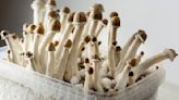 1 in 10 on magic mushroom therapy experience 'psychological distress'