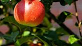 Around the Yard: When should your Western WA fruit tree drop fruit?