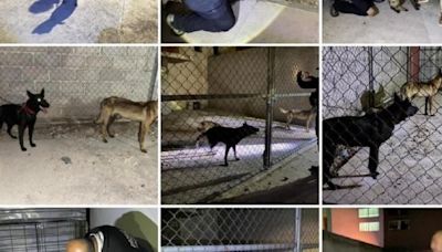 Protección animal: rescate en Cuautitlán