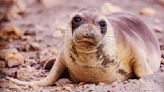 Coastal Bliss: Photographs of the California, Oregon & Washington coasts and California’s Northern Elephant Seals