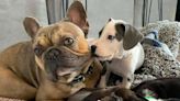 Emaciated French Bulldog Saved from Neglect Becomes Devoted Foster Dad to Over 200 Puppies (Exclusive)