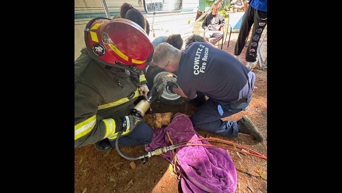 Cat ends up with ‘ultimate cone of shame’ in Washington. See ‘poor kitty’ get freed