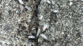 Birds hit by cars after becoming 'drunk' from eating flying ants