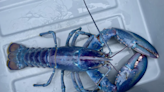 Gorgeous 'Cotton Candy' Lobster Just Found Is So Rare It's 1-in-100 Million