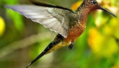 Descubrimiento de dos especies de colibrí gigante en América del Sur