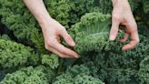 Kale Vs Spinach: Everything You Need To Know