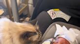 Jealous cat vomits after meeting her human baby sister