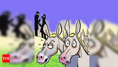 Man injured by stray donkey: Navsari officials exonerated | - Times of India