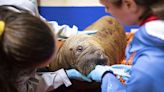 Rescued walrus calf 'sassy' and alert after seemingly being left by her herd in Alaska