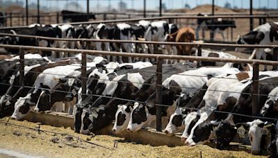 Why won’t California name 3 Central Valley dairies with avian flu? They blame ‘lookie-loos’