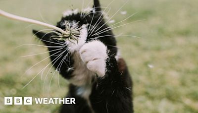 Hay fever: Did you know your pets can suffer too?