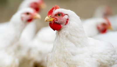 Poultry business fined £50,000 for faking disease certificates - Farmers Weekly