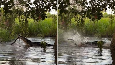 Guia turístico flagra embate entre jacaré e sucuri em rio do Pantanal; veja vídeo