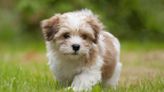 Havanese Puppies: Cute Pictures and Facts