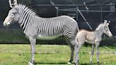 Saint Louis Zoo's Brand New Baby Zebra Is Ready for Visits